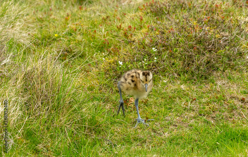 Curlew chick in the Yorkshire Dales, UK during Springtime.  Newly hatched curlew chick in natural moorland habitat.  Landscape.  Horizontal.  Space for copy. © Moorland Roamer