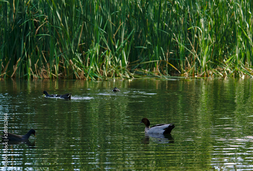 Ducks swimming on water © galexia