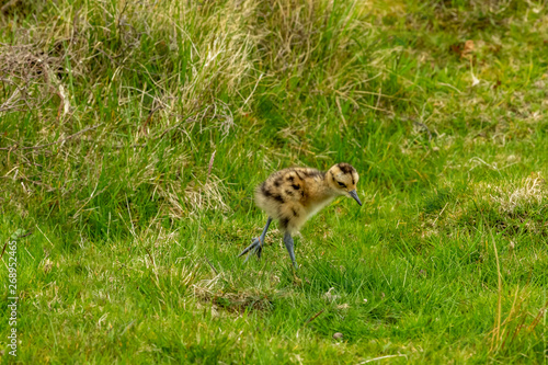 Curlew chick in the Yorkshire Dales, UK during Springtime.  Newly hatched curlew chick in natural moorland habitat.  Landscape.  Horizontal.  Space for copy. © Anne Coatesy