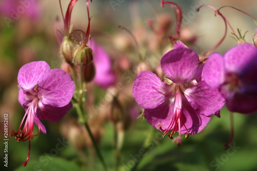 Geranium macrorrhizum  crane s bill in bloom 