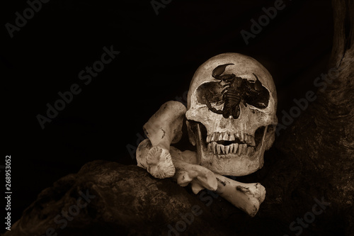 Still life.Skull resting on old woodenwith a scorpion and bone © papi8888
