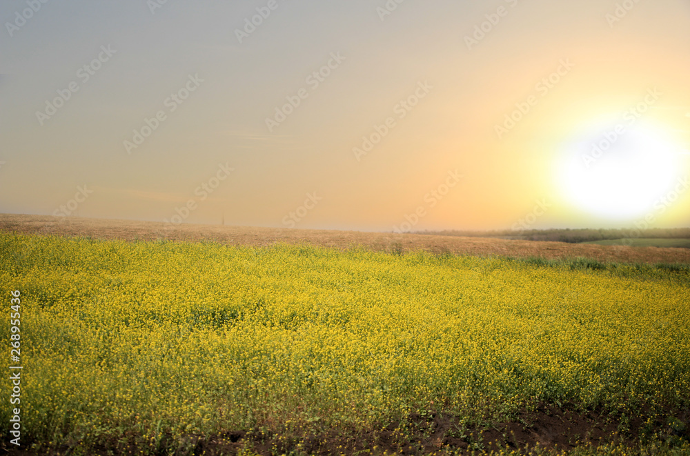 Beautiful landscape of agricultural fields of Russia. Rapeseed field in summer, Blooming canola flowers. - ImageBeautiful sunset.
