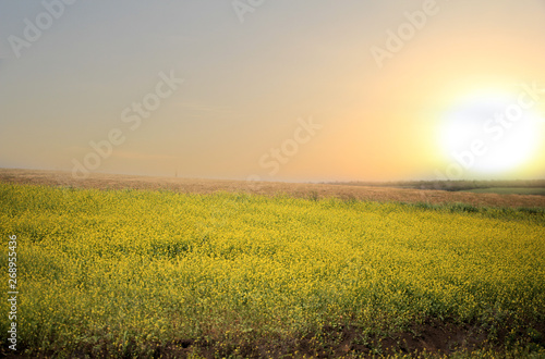 Beautiful landscape of agricultural fields of Russia. Rapeseed field in summer, Blooming canola flowers. - ImageBeautiful sunset. © as_trofey