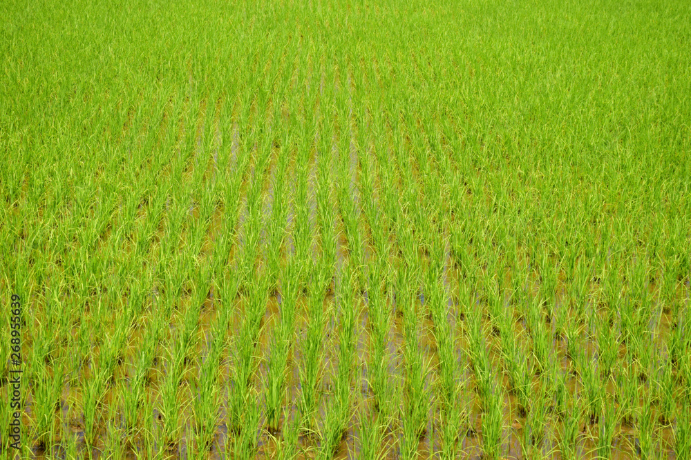 Obraz premium Green rice fields nature background