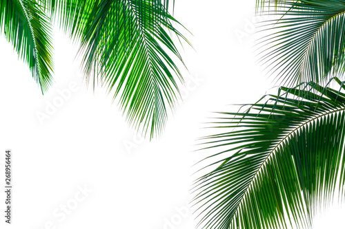 Palm coconut leaves on a isolated white background