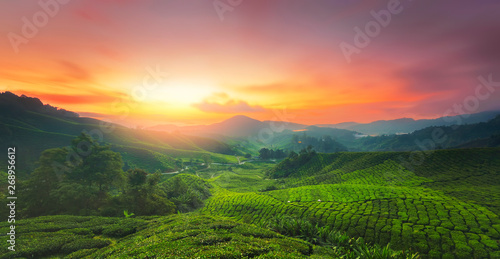 Sunrise of tea plantation in Cameron Highland, Malaysia.