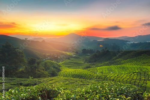 Sunrise of tea plantation in Cameron Highland  Malaysia.