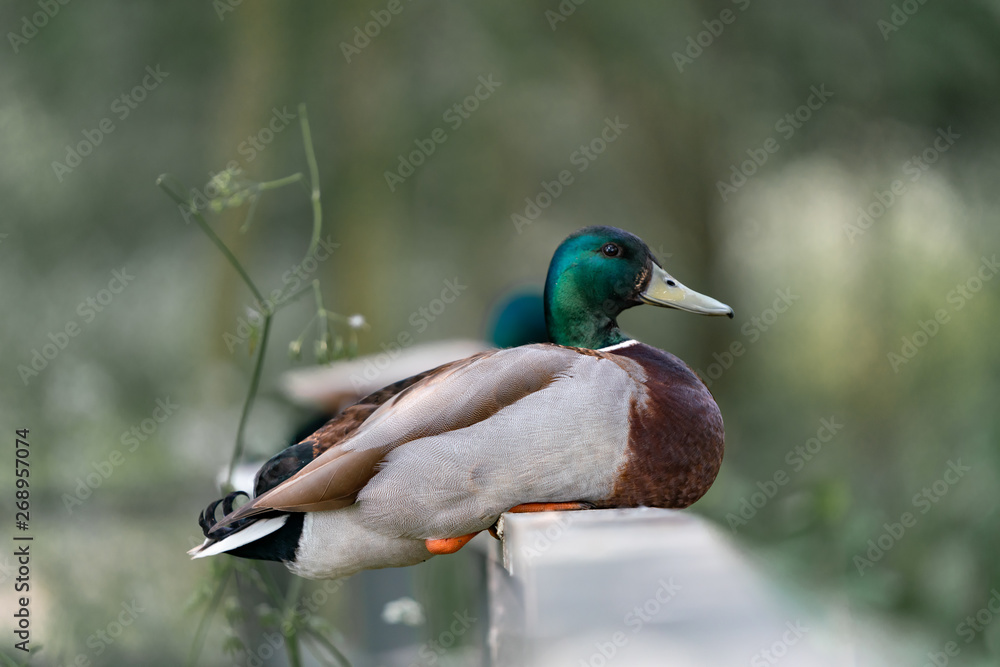 Obraz premium Duck on the branch in the forest
