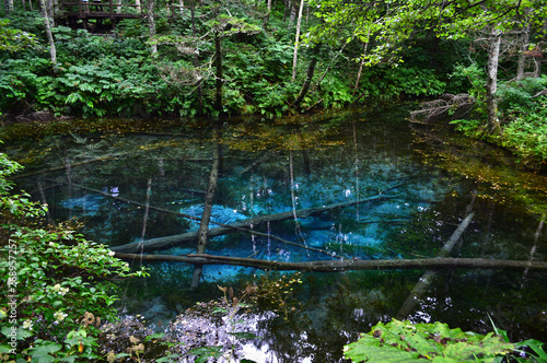 Fototapeta Naklejka Na Ścianę i Meble -  【北海道】神の子池 / 【Hokkaido】Kannoko pond