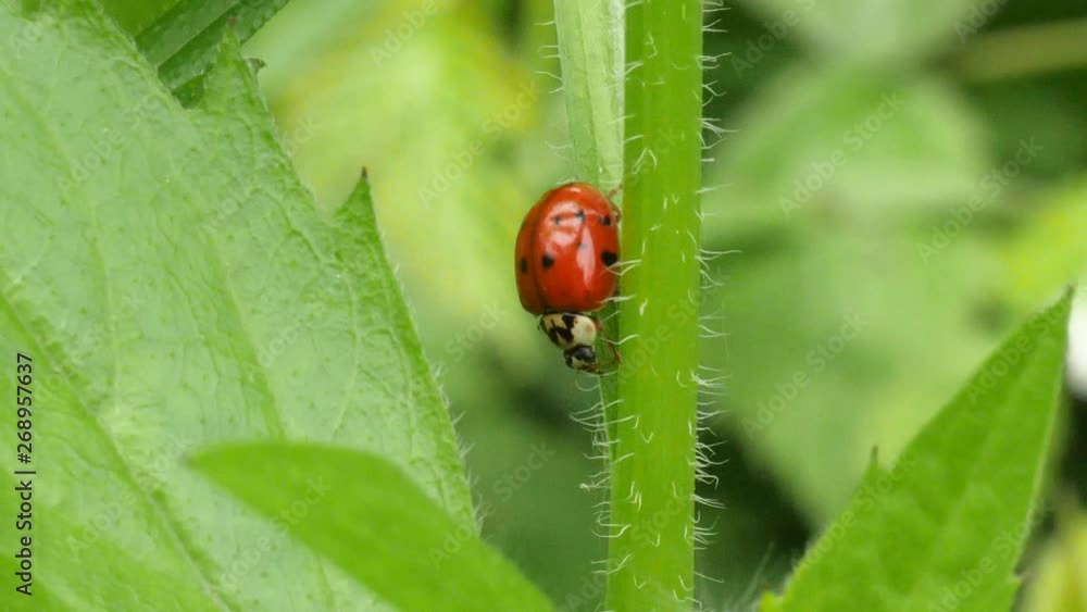 A red ladybug crawls down a hairy green plant in slow motion, close up shot.