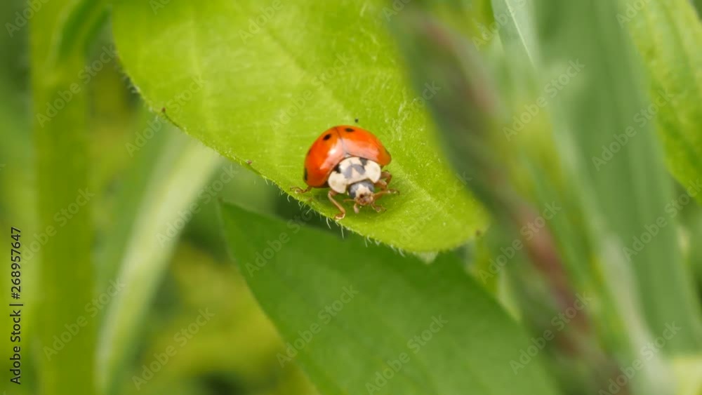 A red ladybug is cleaning his legs in slow motion on a green leave, macro shot. A red ladybug is cleaning his legs in slow motion on a green leave, macro shot.