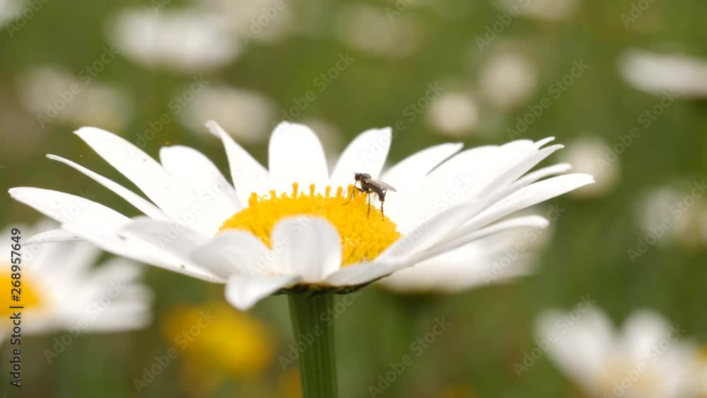 A mosquito is sucking out nectar of a daisy flower, close up shot A mosquito is sucking out nectar of a daisy flower, close up shot