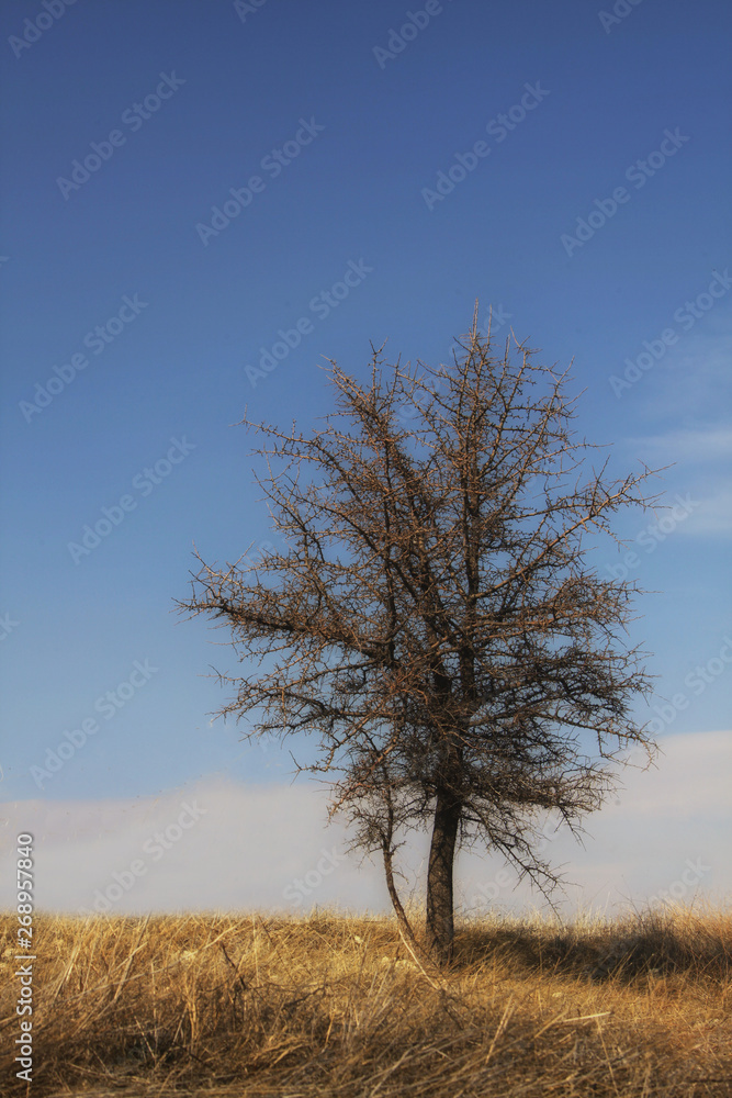 Fototapeta premium tree and sky
