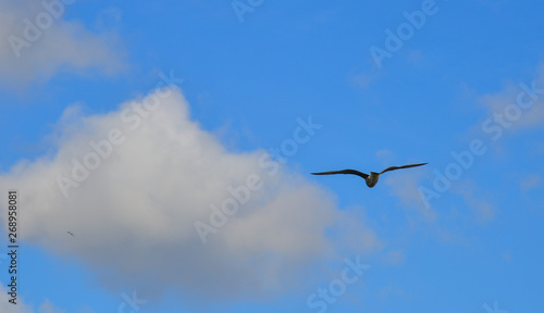 Seagulls flying in the sky