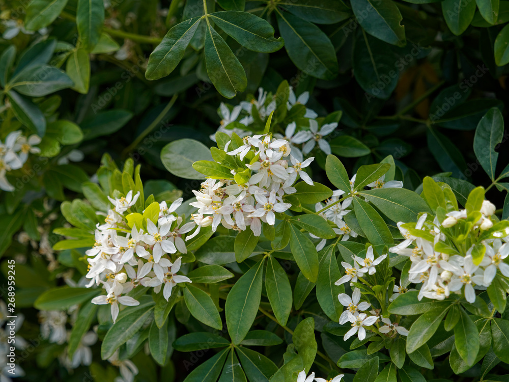 Oranger du Mexique (Choisya ternata) aux feuilles et fleurs étoilées  blanches aromatiques Stock Photo | Adobe Stock