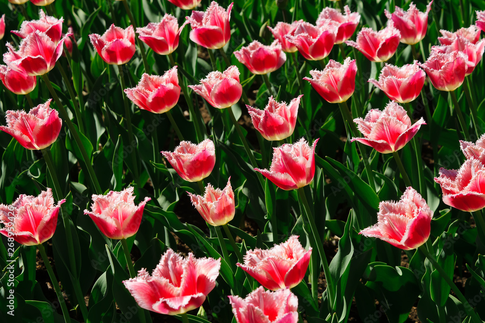 Field of blooming pink tulips. Flower background. Summer garden landscape. Field of blooming pink tulips. Flower background. Summer garden landscape.