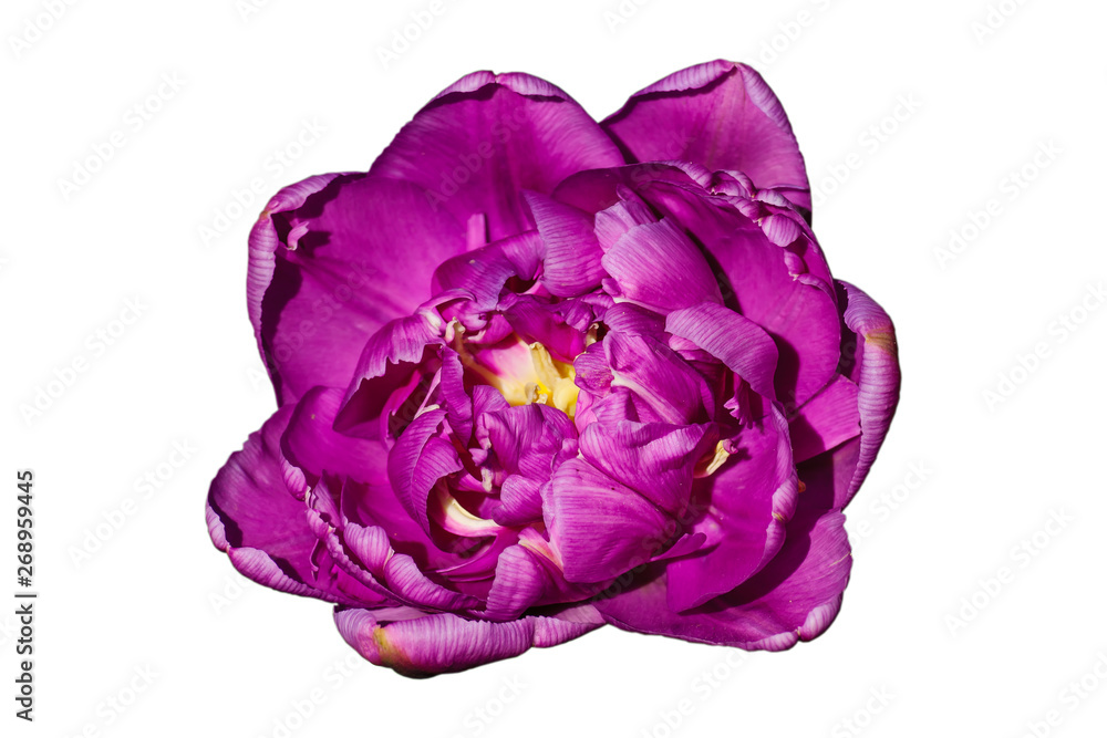 Obraz premium Blooming purple tulip isolated on white background