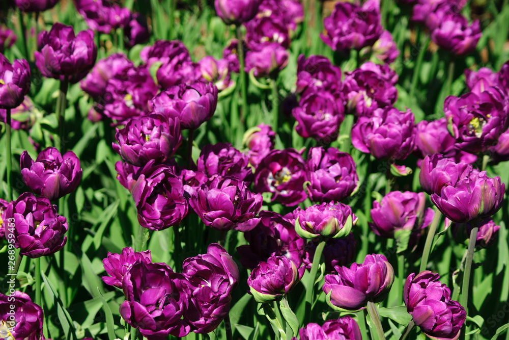 Natural bakground of spring blooming flowers. Field of purple tulips. Natural bakground of spring blooming flowers. Field of purple tulips.