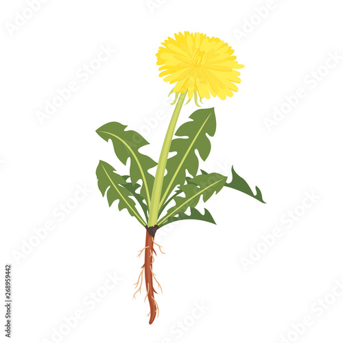 Dandelion icon with root isolated on white.