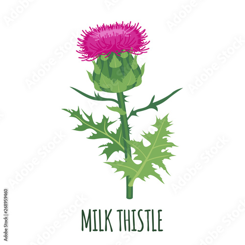 Milk Thistle icon in flat style isolated on white.