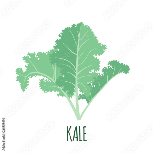 Kale icon in flat style isolated on white.