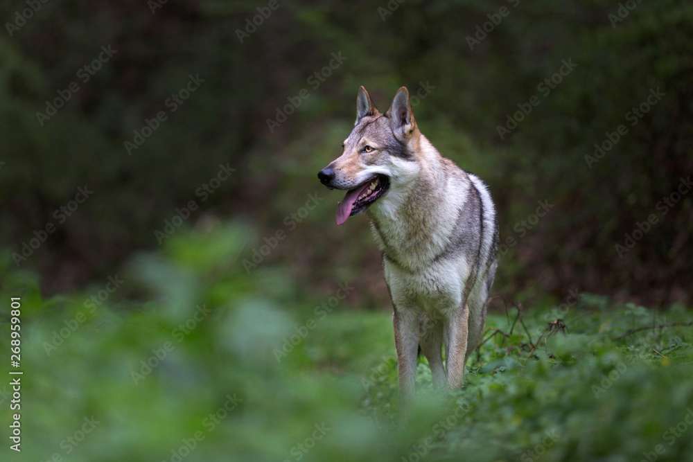 Wolfdog in the forest Wolfdog in the forest