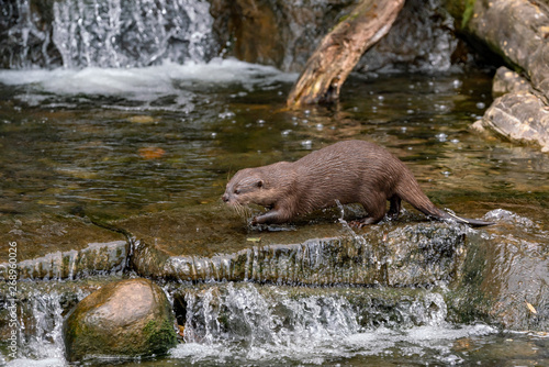 otter in the lake and waterfall 