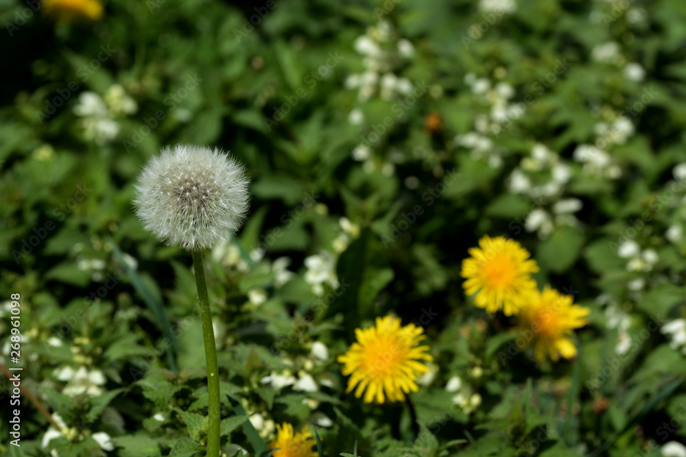 White fluffy dandelion on a background of yellow spring dandelions and green grass White fluffy dandelion on a background of yellow spring dandelions and green grass