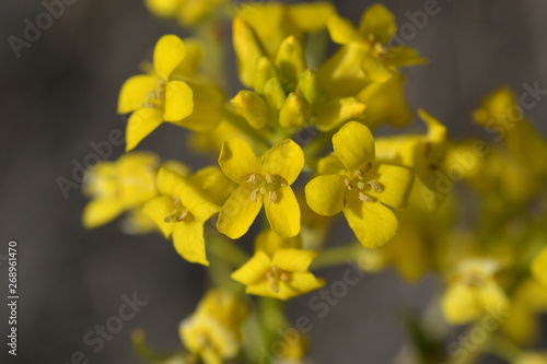 Small bright yellow flowers and buds on a gray background. macro