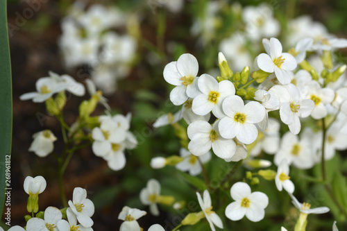 Small beautiful white spring flowers close up