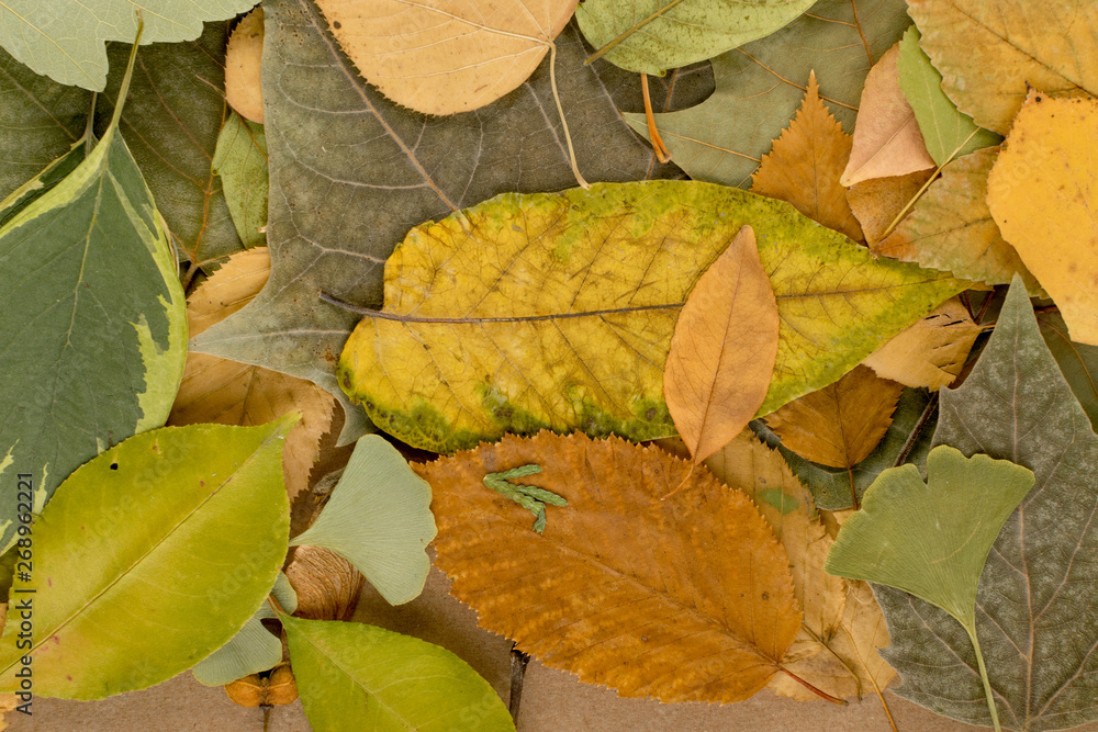 Flat Dried Leaves or Forest Floor in Camouflage Colors Flat Dried Leaves or Forest Floor in Camouflage Colors
