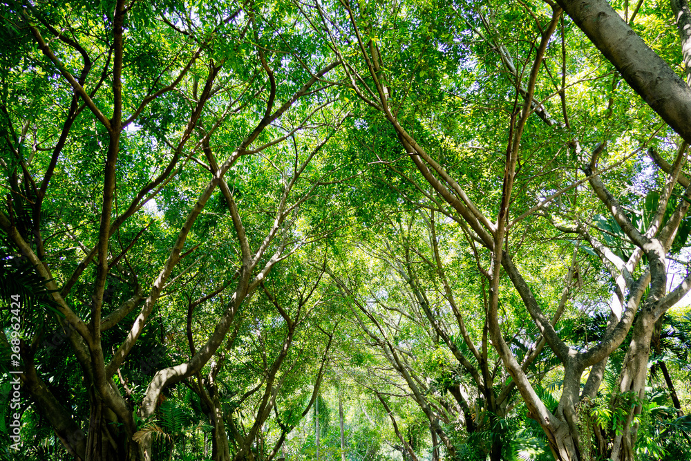 Fototapeta premium green leaves wall background, leaf wall nature background,