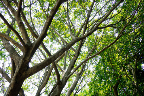 green leaves wall background, leaf wall nature background, 