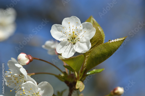 Fototapeta Naklejka Na Ścianę i Meble -  Beautiful blooming white cherry flower and green leaf on a sunny spring day close-up