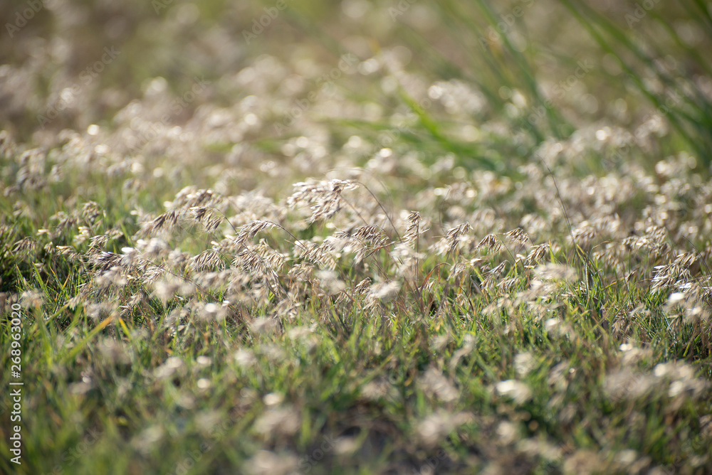 Common wild oat on meadow in the summer time Common wild oat on meadow in the summer time