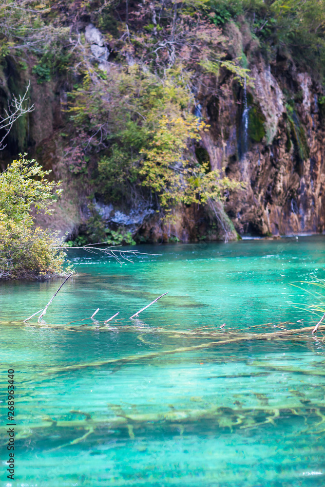 Naklejka premium Old sunken trees in a crystal clear lake. Plitvice lakes