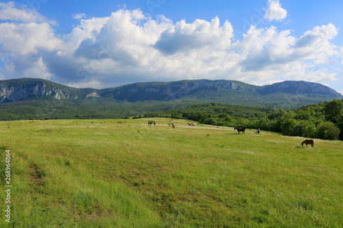 Beautiful green meadow where horses graze and then mountains and clouds in the sky