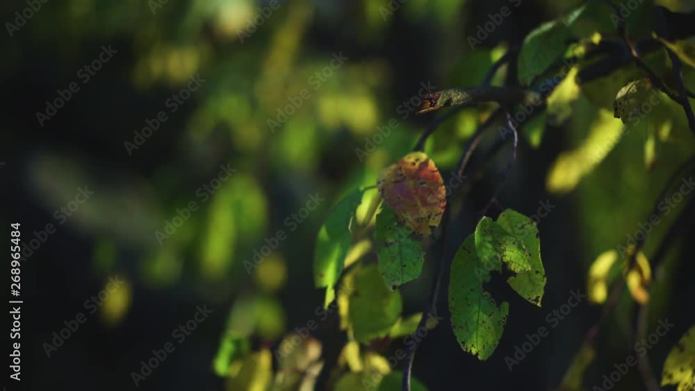 Detail of green leaves of a tree Detail of green leaves of a tree