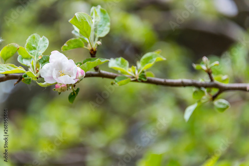 Wild Apple Tree Blossoms in Spring