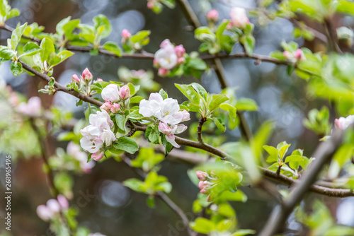 Wild Apple Tree Blossoms in Spring