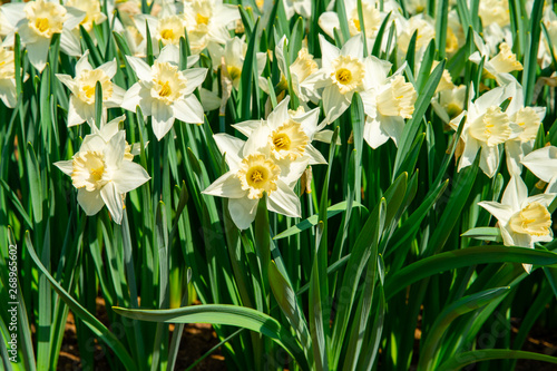 Daffodils close-up