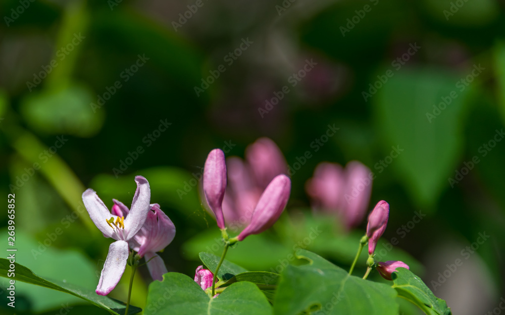 Fototapeta premium Closeup of Pink Blossoms on a Bush in Spring