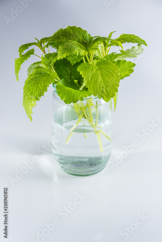 Mint leaves isolated on a on white table and bright background.