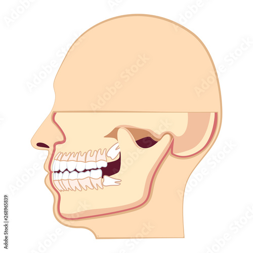 Human head with teeth. Jaw and wisdom tooth inside