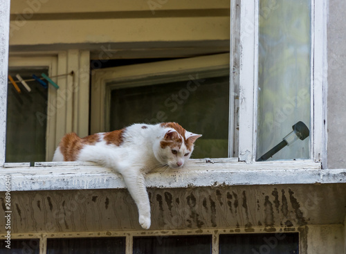 Pet Cat on a Window Sill on the 5th Floor of a Apartment Building in Riga Latvia