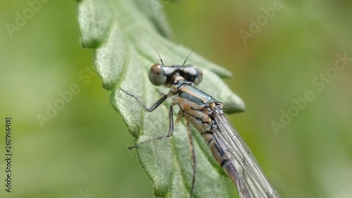 Wallpaper Mural A green dragon fly sits on a green leave, macro shot. Torontodigital.ca