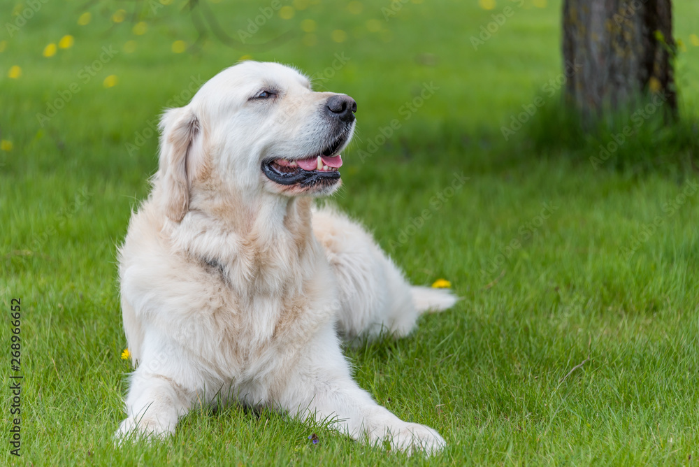 Champion Golden Retriever Posing on Grass