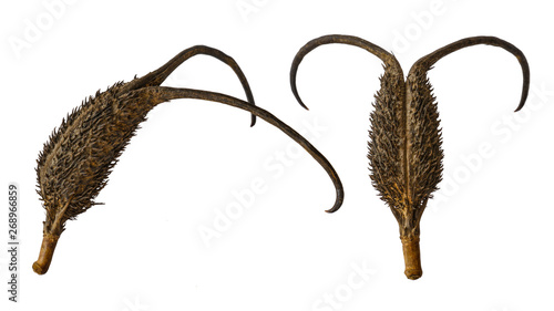 Fruits of the medicinal plant Devil's claw. The name of the plant was due to hooks on the fruit, which tightly cling to everything