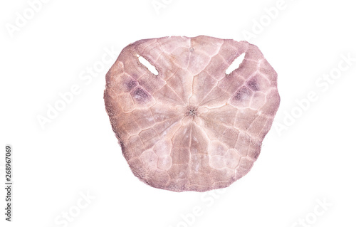 Sea urchin shell isolated on a white background with clipping path