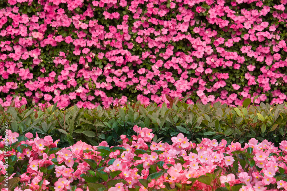 Romantic pink flower background with flower texture Romantic pink flower background with flower texture